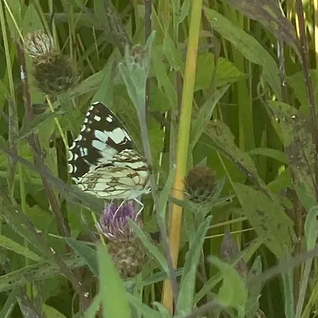Les Papillons Verteillac