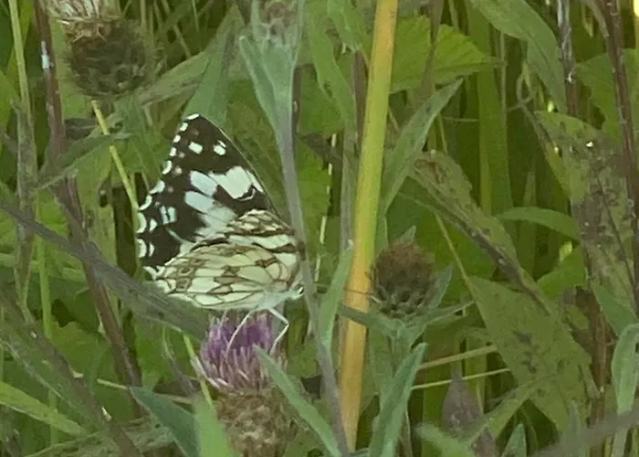 Les Papillons Verteillac