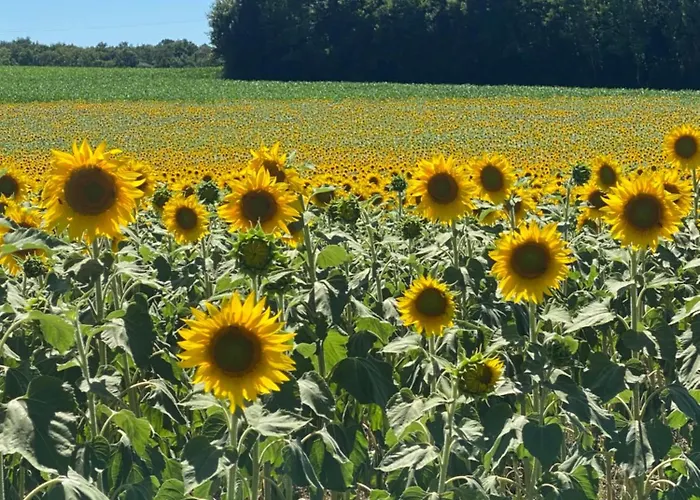 Les Papillons Penzion